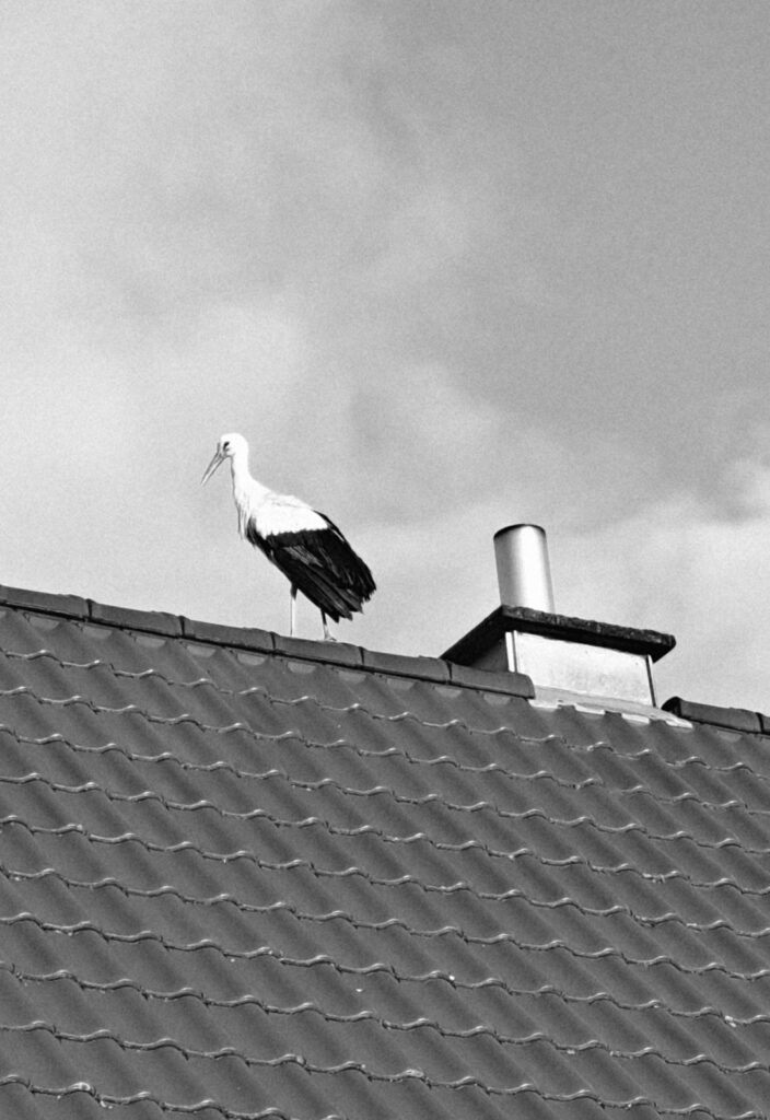 A peaked roof cricket redirects water around a masonry chimney beneath layered metal flashing.